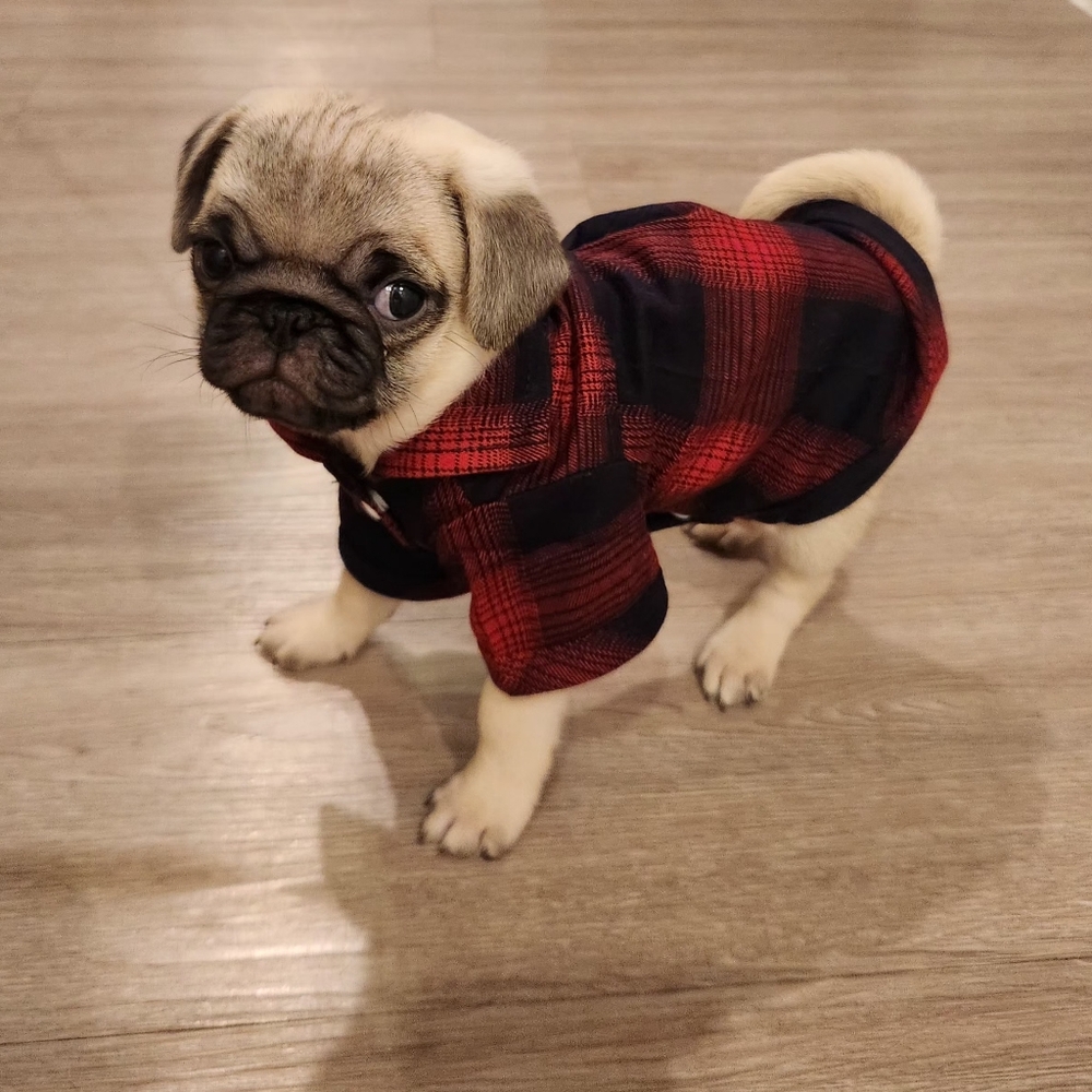 Plaid Dog Puppy Shirt Size XS - Picture 3 of 14